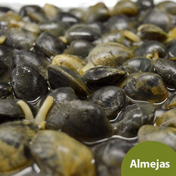 Almeja Fina a Domicilio