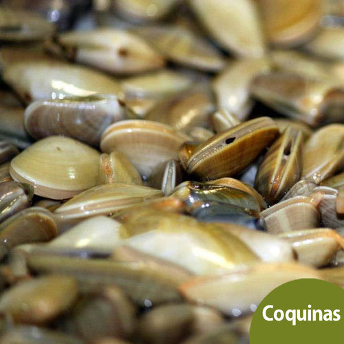 Comprar Coquinas de Huelva a Domicilio El Rincón de Huelva