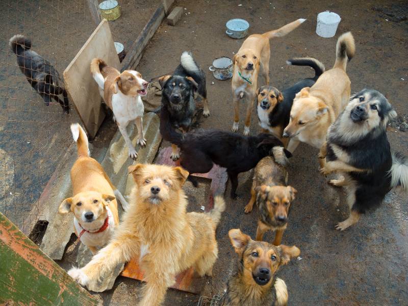 perro adoptado Valencia Nacho educador canino