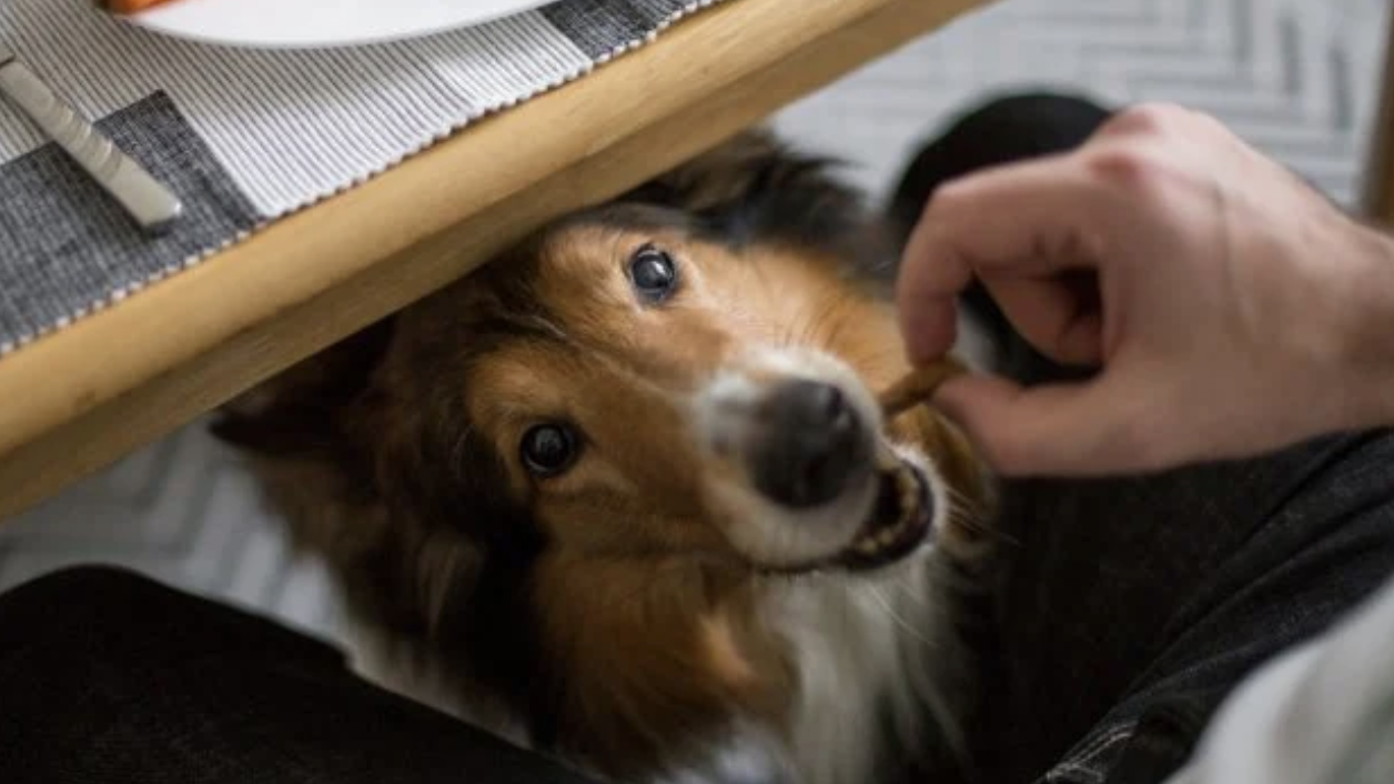 perro pidiendo comida
