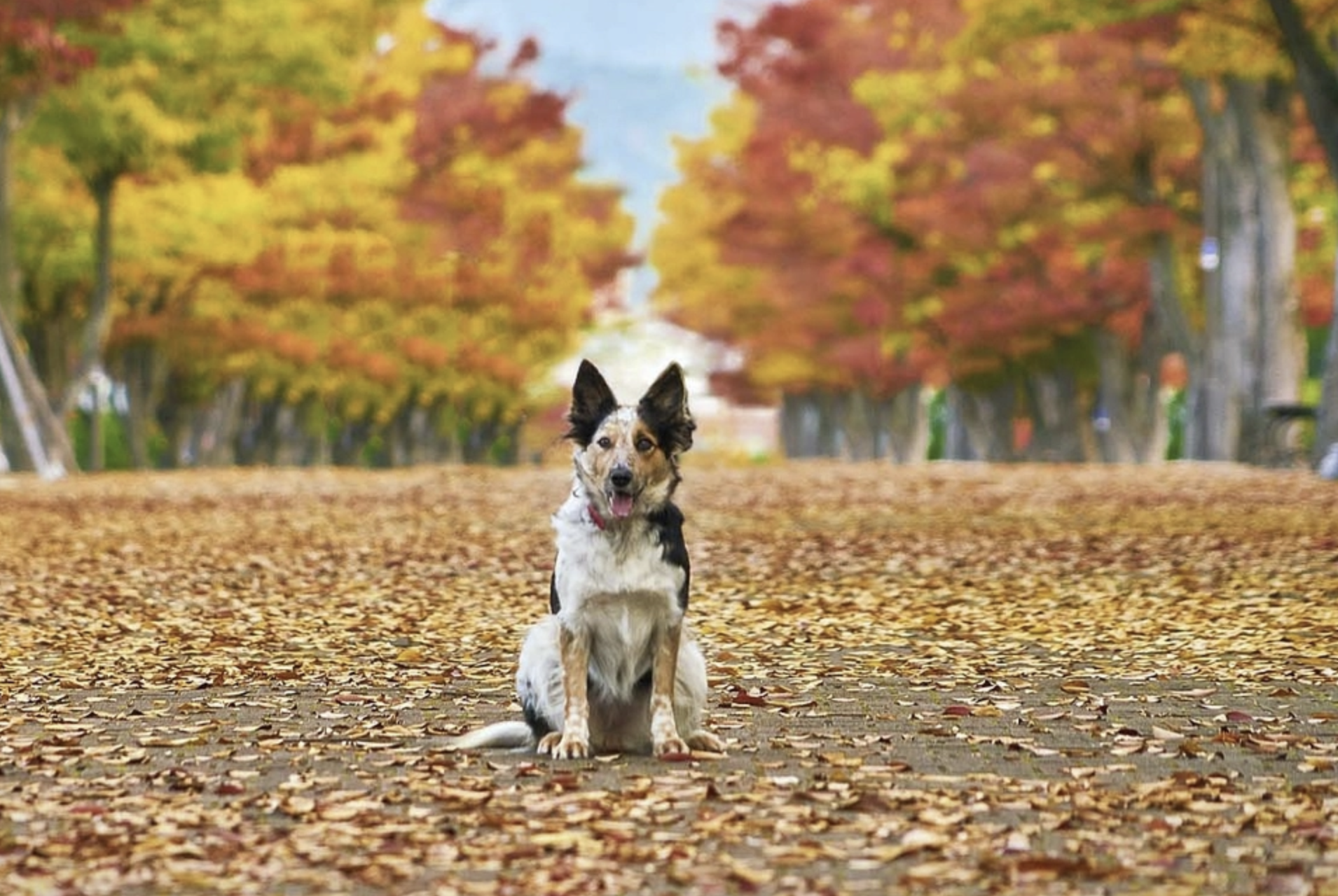 perro en otoño consejos