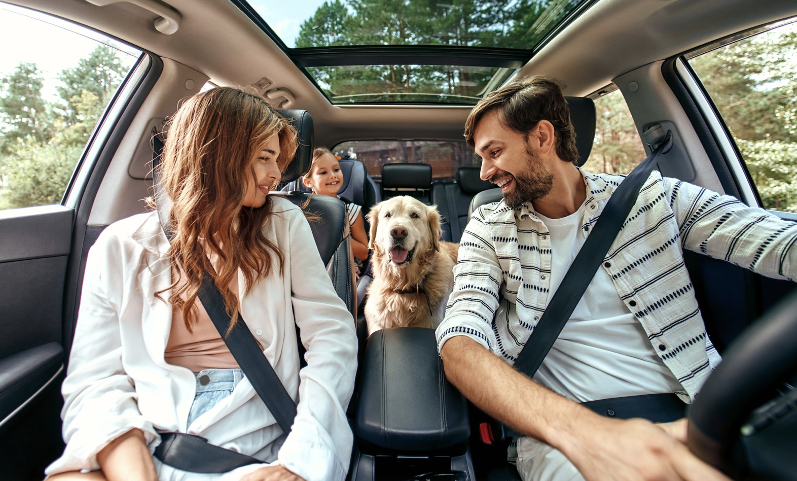 perro viajar coche consejos