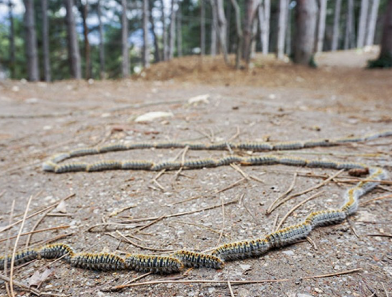 procesionaria, perros,Valencia