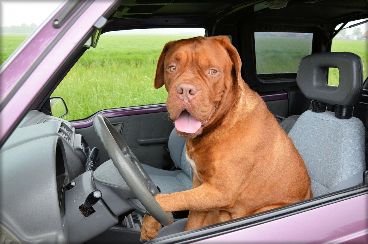 perro viaja en coche